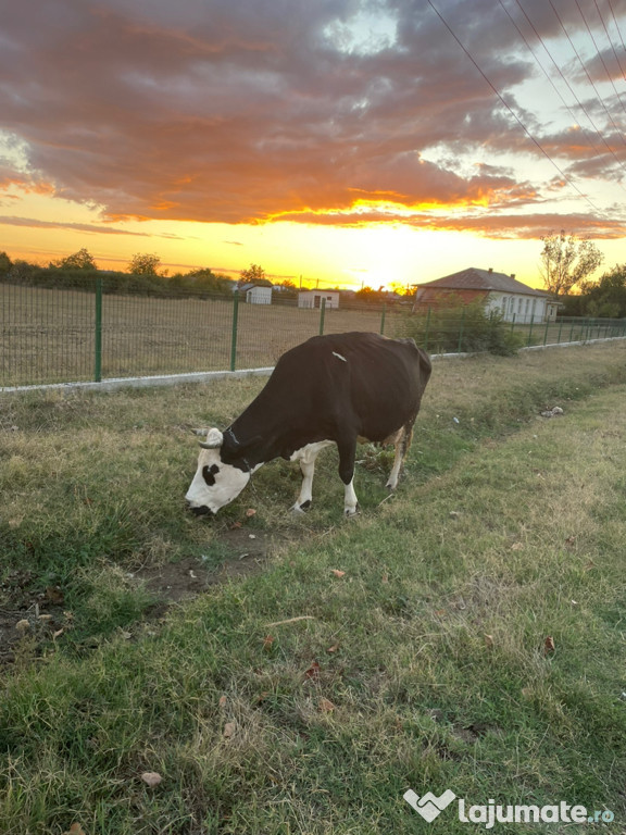 Vand Vaca Holstein