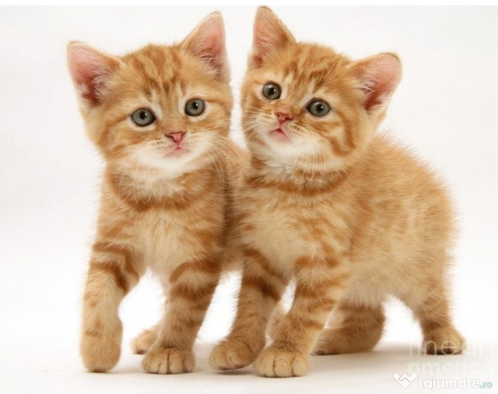 American shorthair Garfield