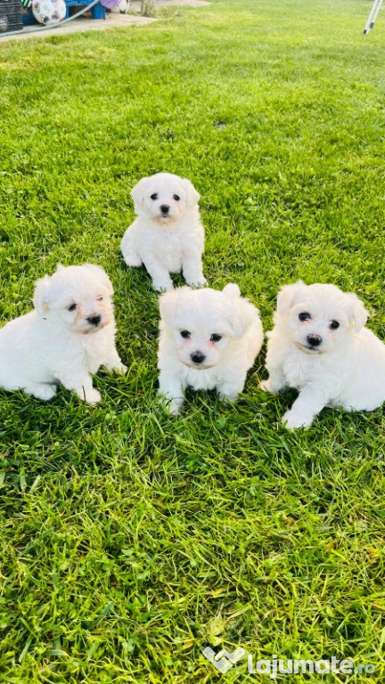 Vând pui bichon maltez