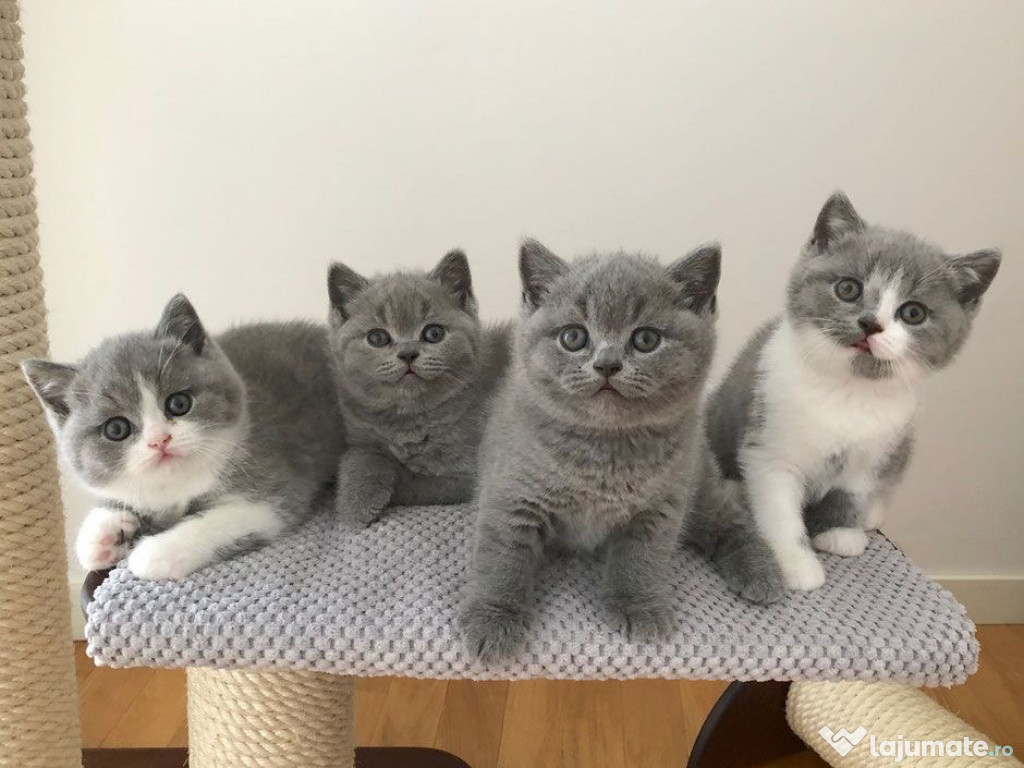 British shorthair pisoiasi