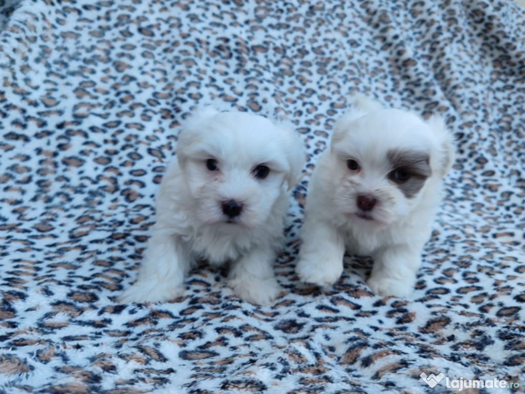 Catei bichon maltez/havanez