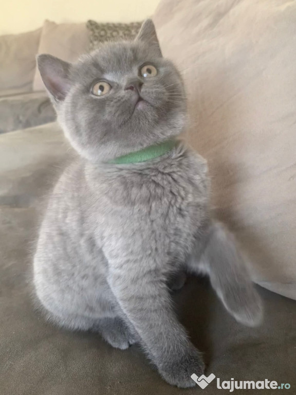 British shorthair