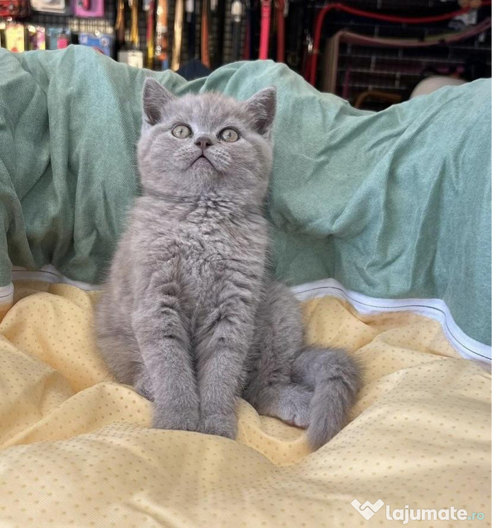 British shorthair puiuți