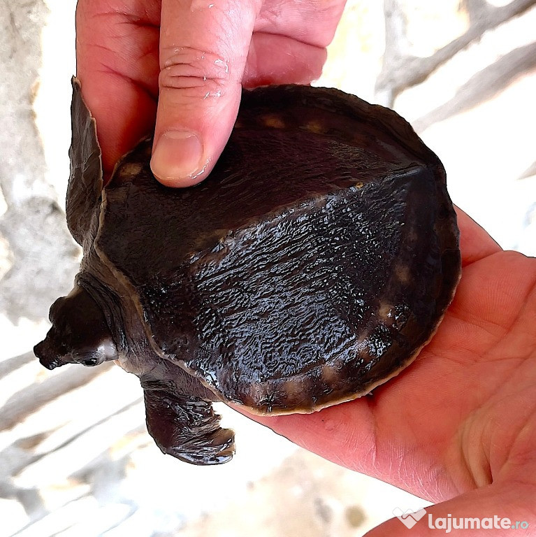 Carettochelys insculpta si te bikinel pes