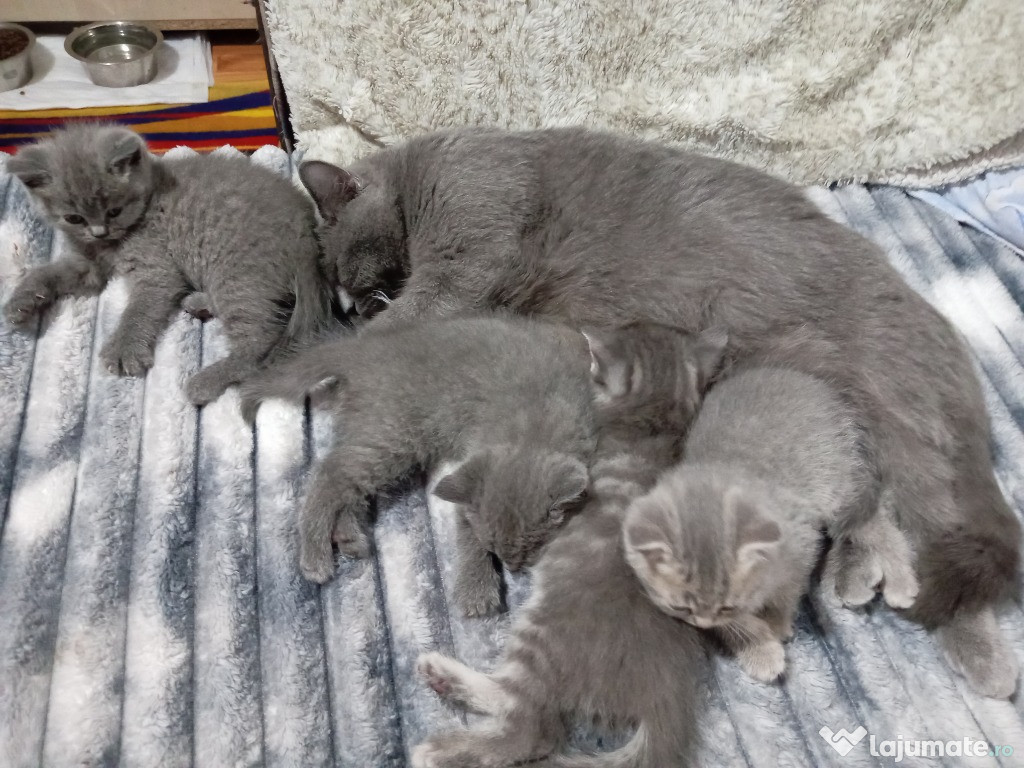 4 pui british shorthair