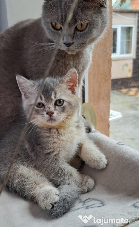 British silver Tabby