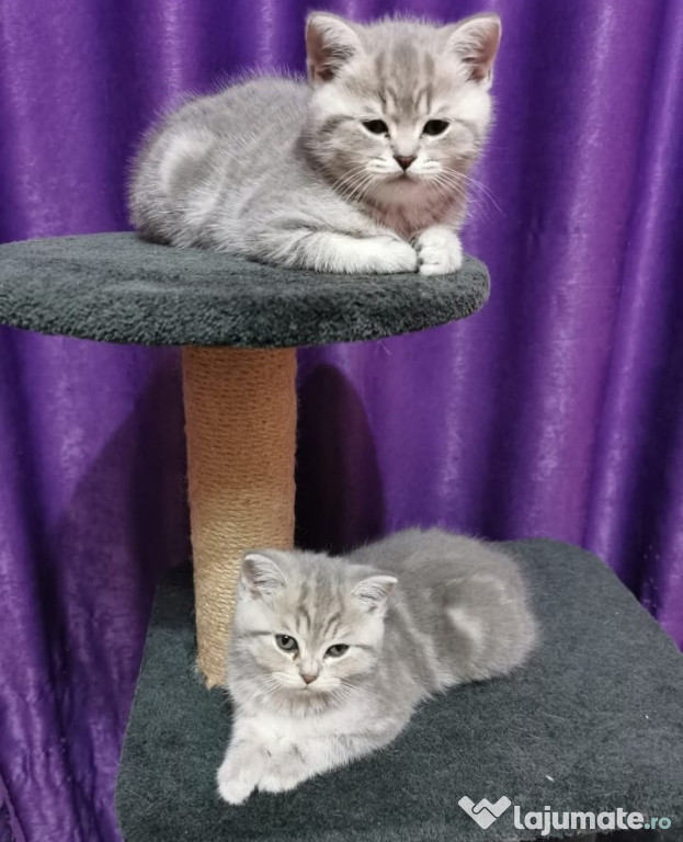 British silver Tabby