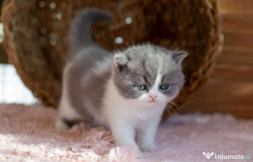 British Shorthair bicolor