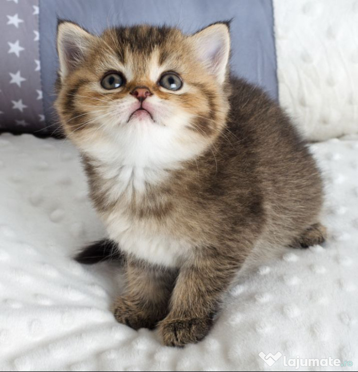 British shorthair puișori