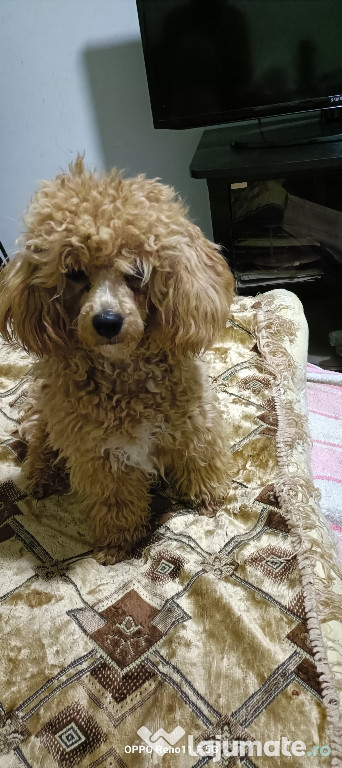 Caniche toy fetiță 9 luni abricot