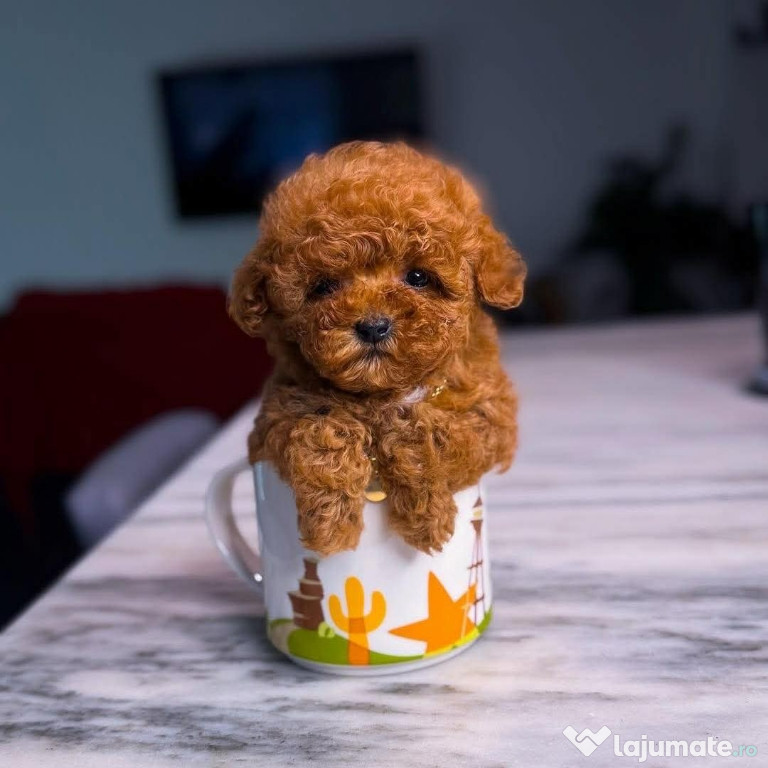 Pudel mini toy talie foarte mica