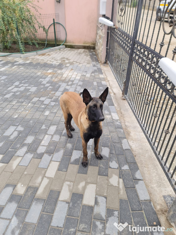 Ciobanesc belgian malinois