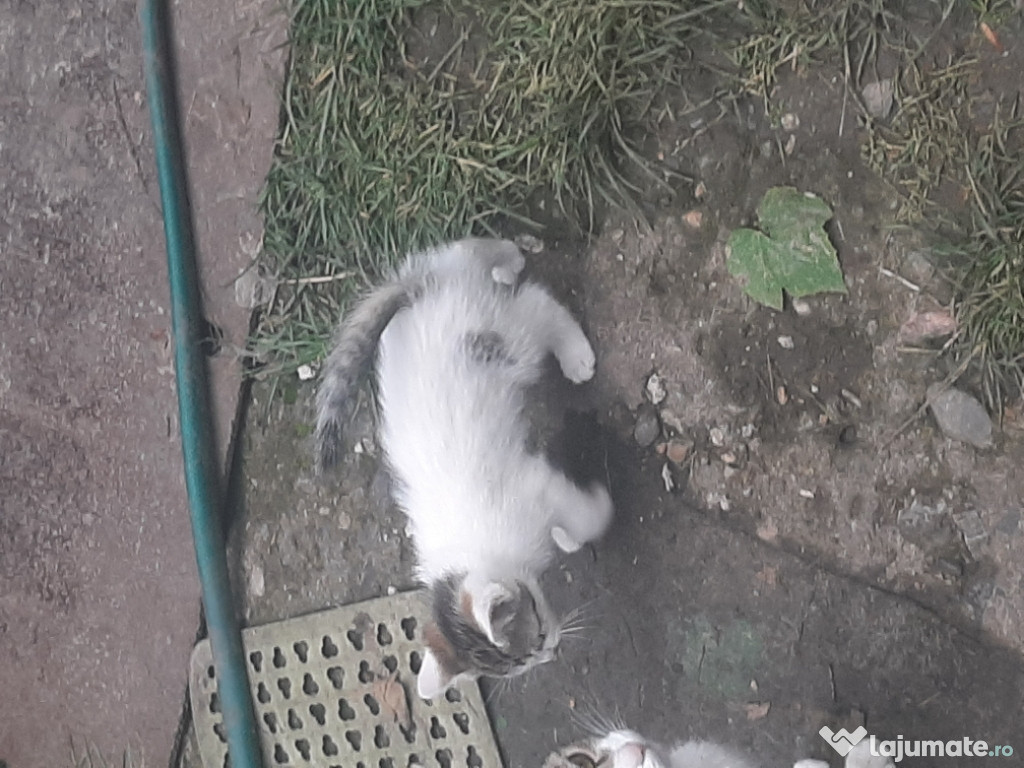 Donez spre adopție pisoi