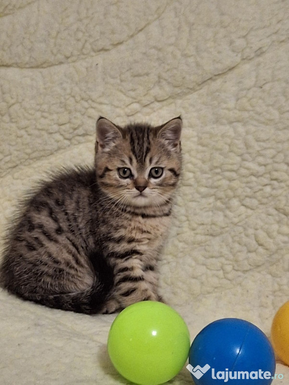 British shorthair puiuți
