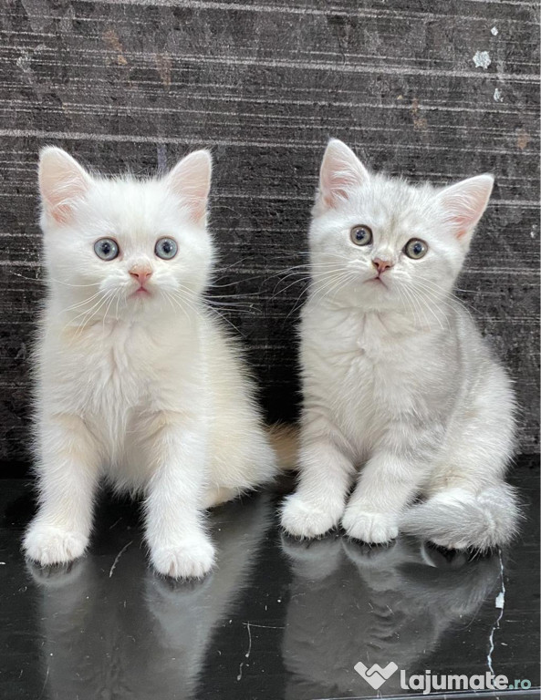 British shorthair puișori
