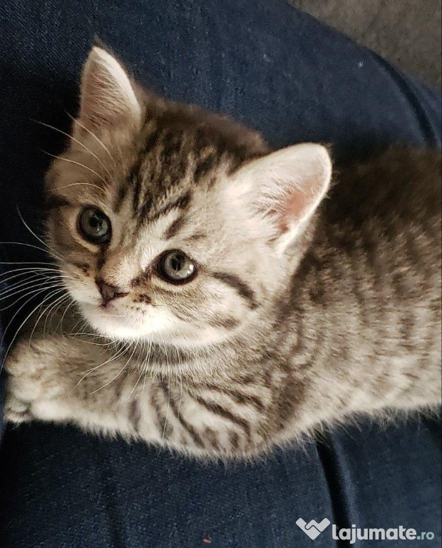 British shorthair puiuți