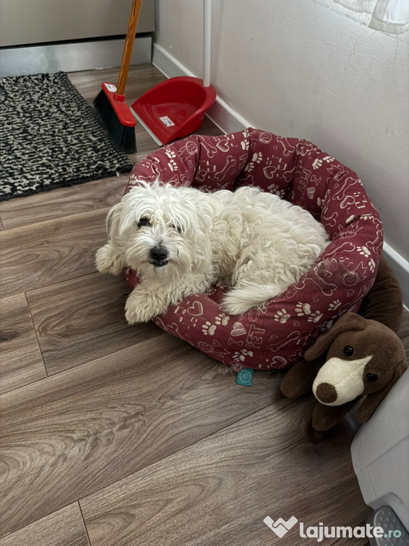 Donez bichon femelă