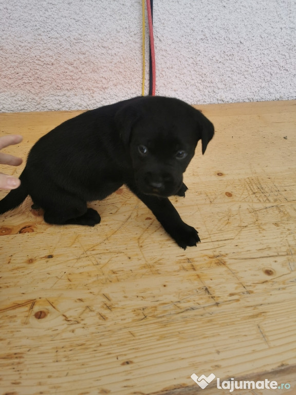 Labrador Retriever