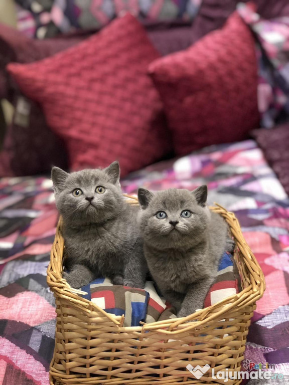 British shorthair pui superbi