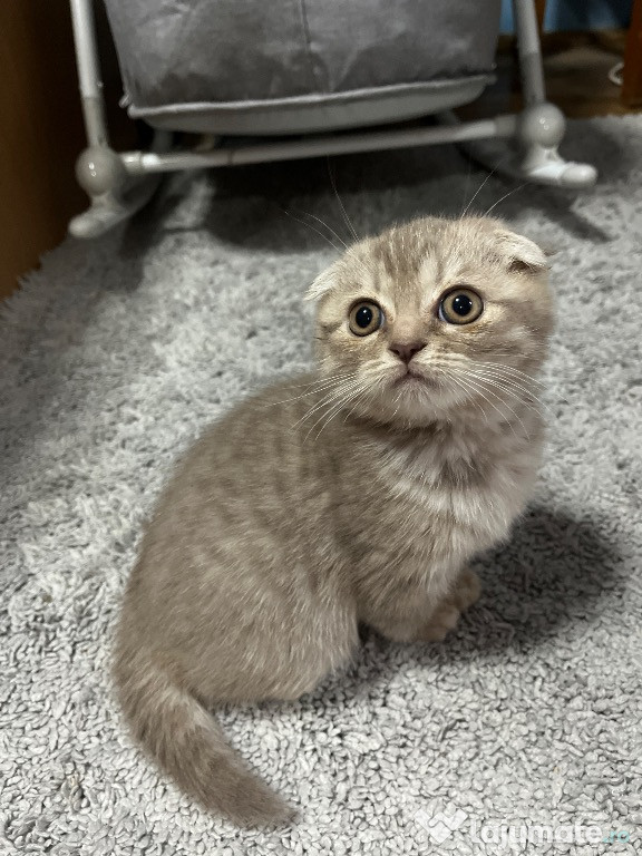 Pui pisică Scottish Fold