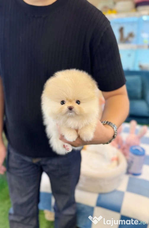 Pomeranian Teeacup Mini de buzunar!Cadoul ideal!