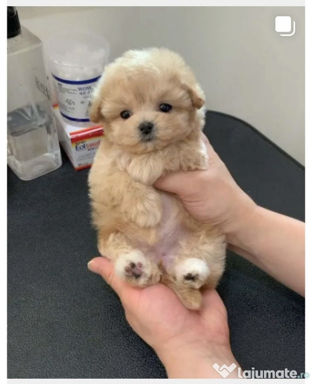 Maltipoo poodle apricot mini toy