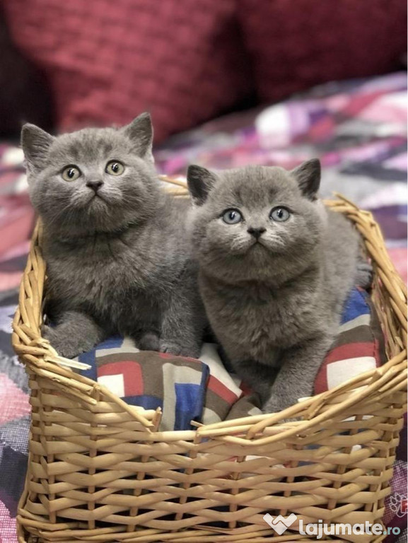 British shorthair pui superbi