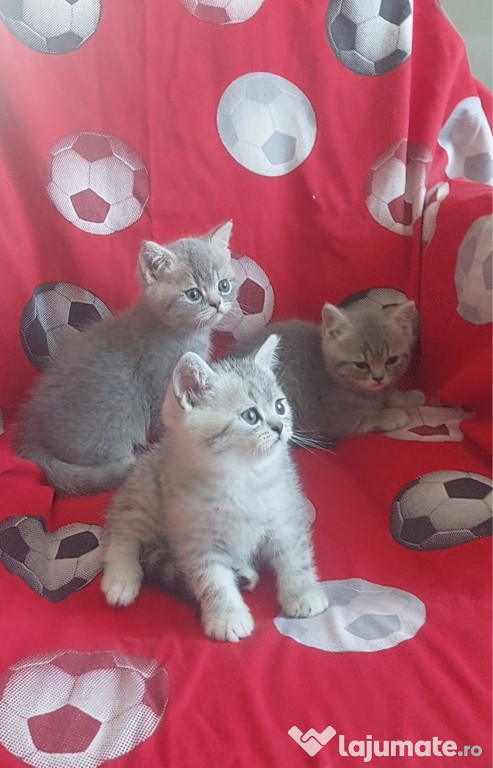 British shorthair motănei și pisicuțe