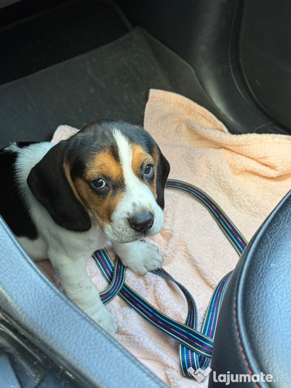 Beagle 8 saptamani