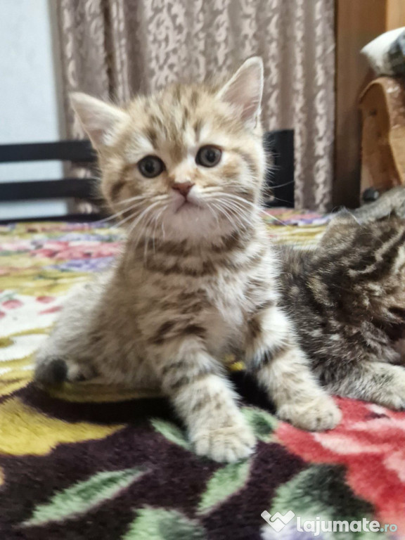 British shorthair băieței și fetițe