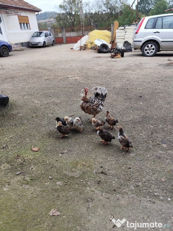 Găinușă pitică americană gât golaș cu 8 puișori. Citiți!!!