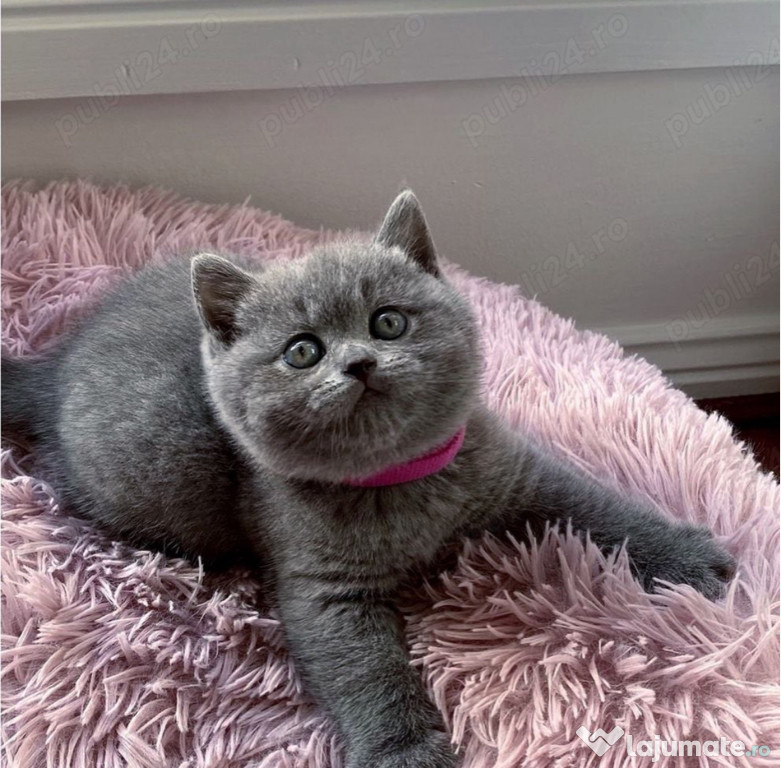 British Shorthair femela