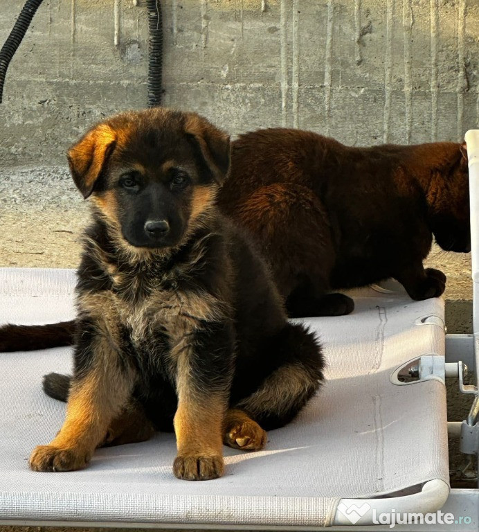 Catelusi Ciobanesc german