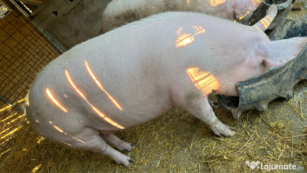Porc Marele Alb 300-350 kg