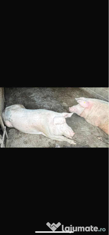 Porci Landras si Marele Alb