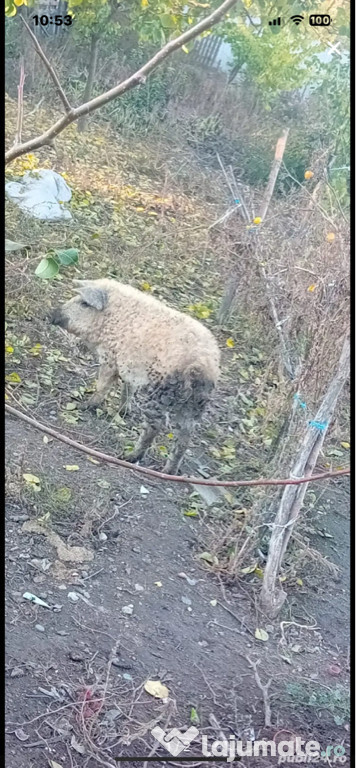 Purcea mangaliță 6 luni