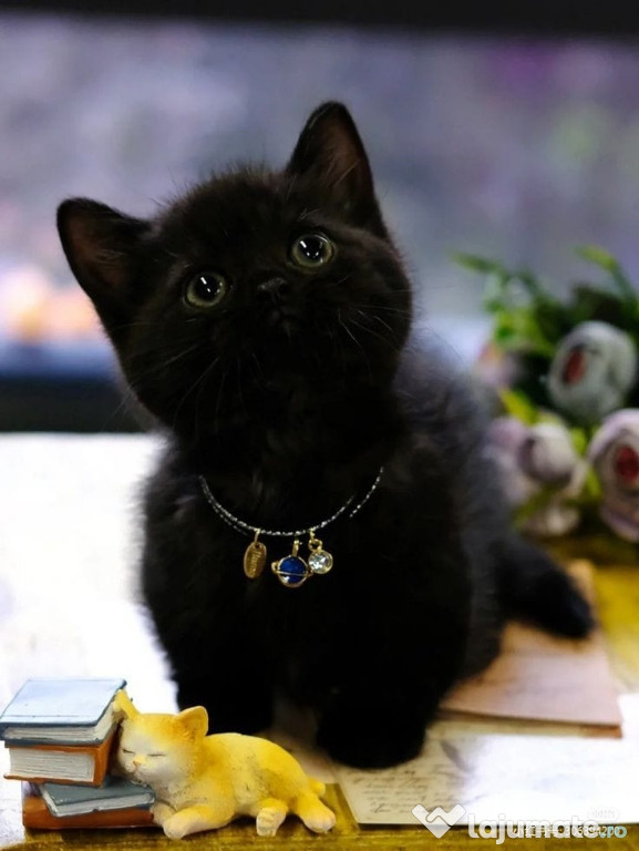 British Black frumoși