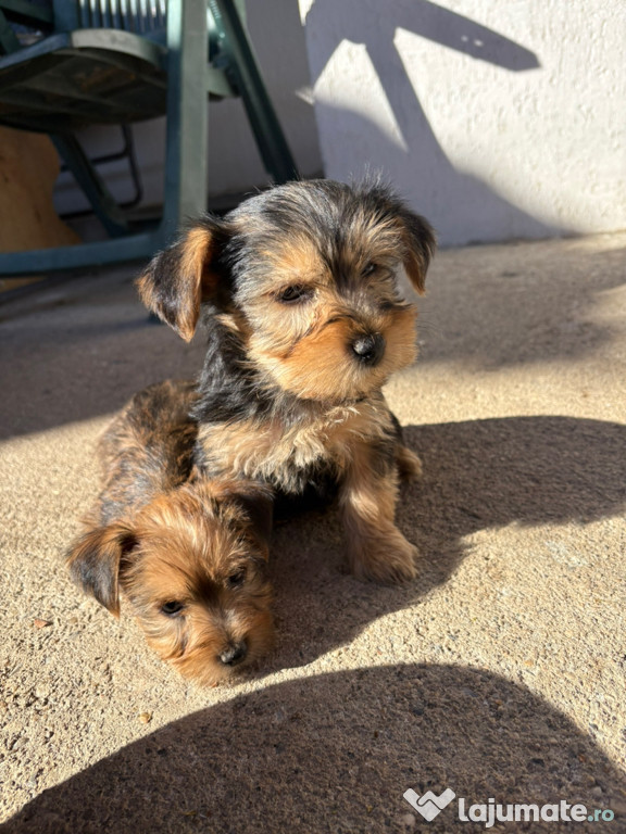 Cadoul perfect pentru copii de Crăciun !