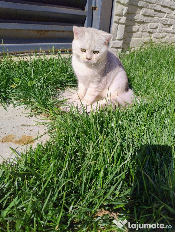 British short hair gold lilac