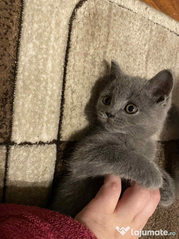 Pui british shorthair