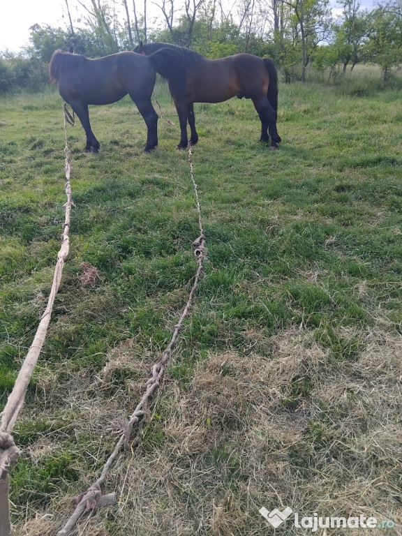 De vânzare cai baloți și porci mici și mari