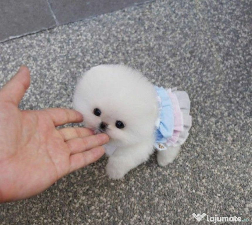 Pomeranian BOO talie mica ,rasa pura!Asigur transport