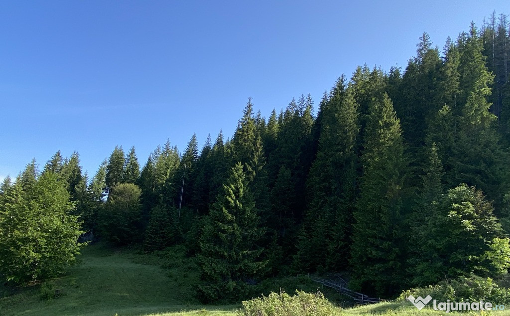 Vand padure - Izvoarele Sucevei