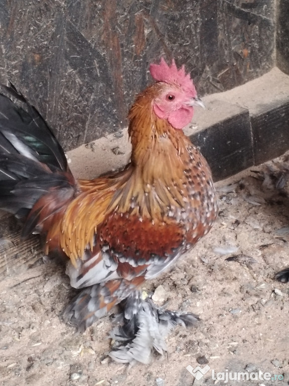 Mii de flori rasa pură