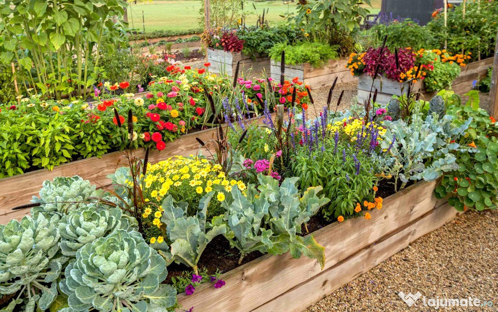 Gradina Urbana lot in Bucuresti, sect 3. Cultivi ce vrei TU. Bio, Eco