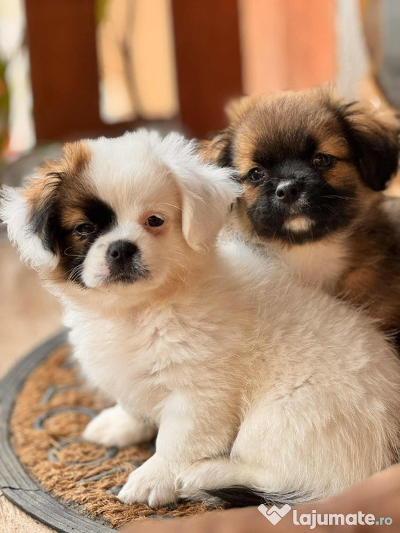 Pui Shih Tzu de vânzare – băiețel & fetiță