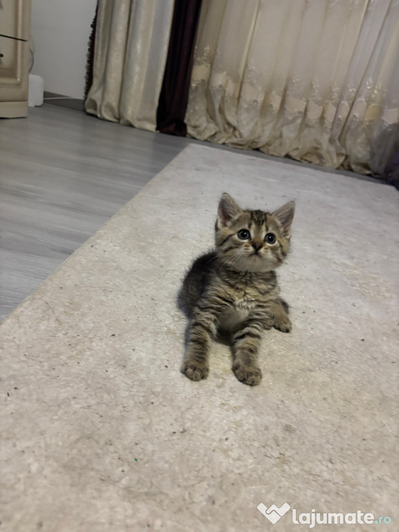 British shorthair tabby