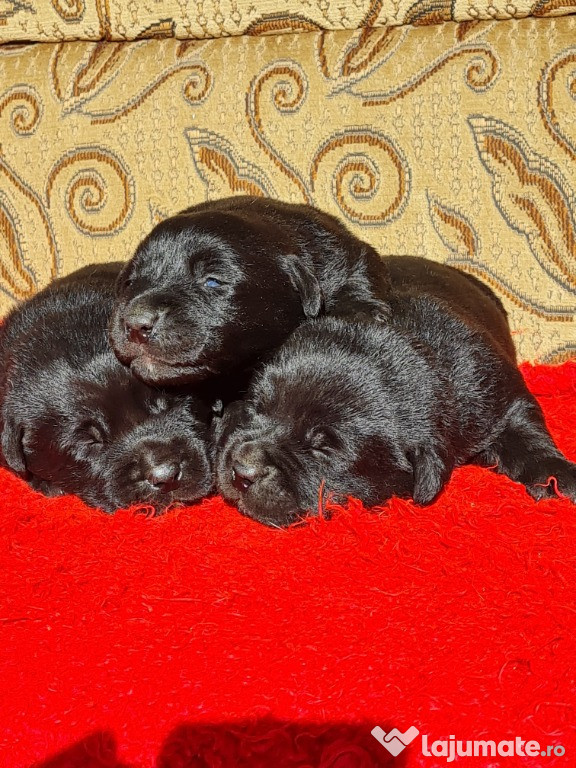 Labrador Retriever Negru Puiuti Masculi disponibili pentru rezervare