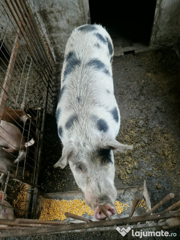 Porc petrean de vanzare