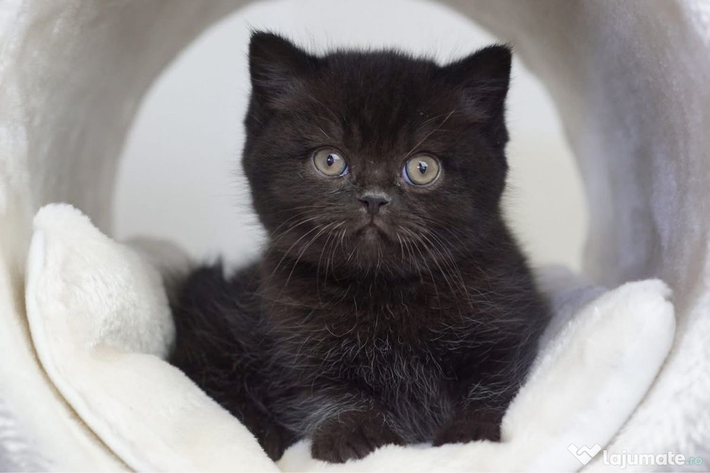 British shorthair pui